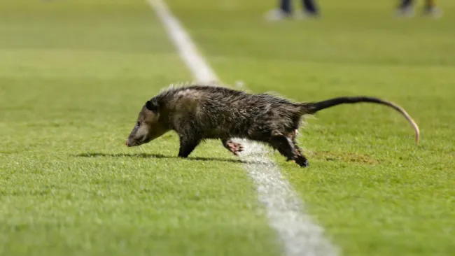 Tlacuache invade el Luis 'Pirata' Fuente