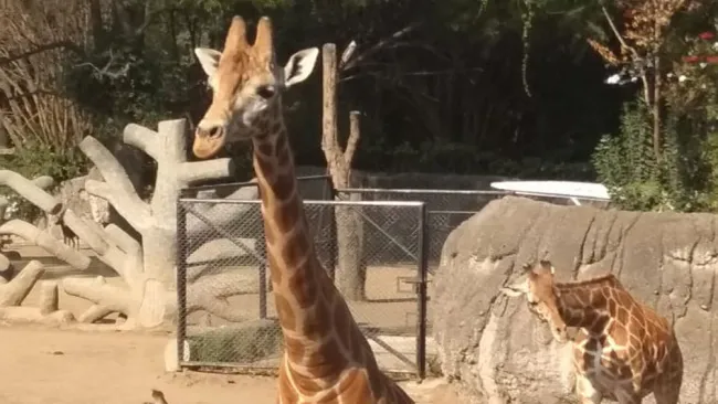 Nueva integrante de la familia en el zoológico de Chapultepec