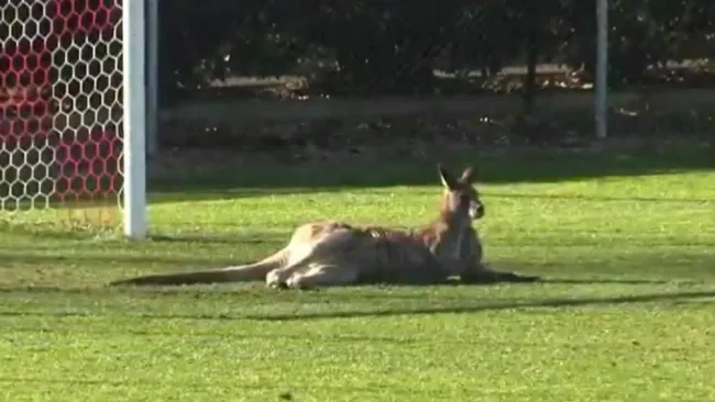 Canguro se acuesta en la portería de un campo de futbol