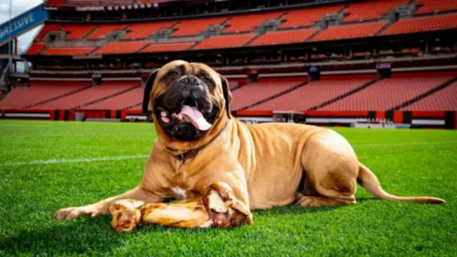 Swagger posa en el FirstEnergy Stadium 