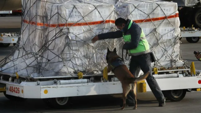 Gran Bretaña iniciará pruebas con perros para detección de Covid-19