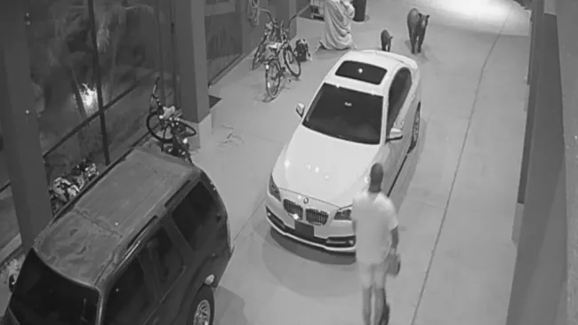 VIDEO: Jugador de Cowboys se encontró con un oso 