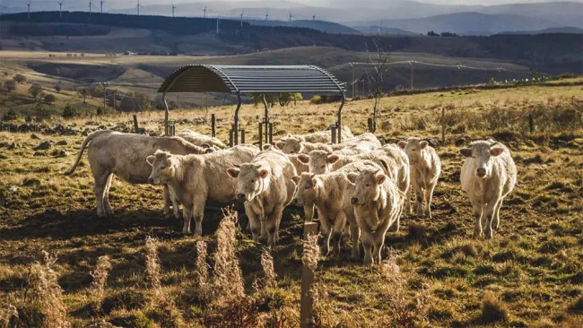 Los productores pecuarios buscan nuevos escenarios 