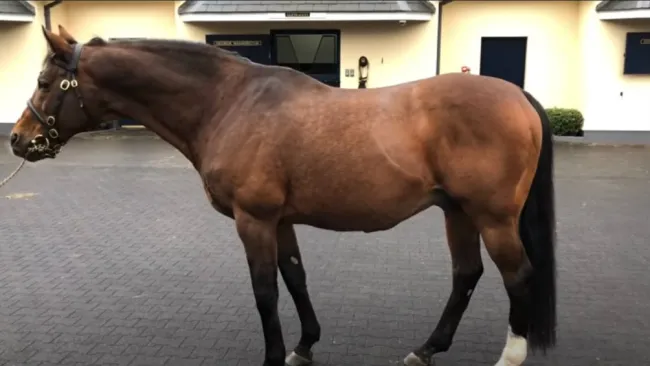 Galileo en una exhibición