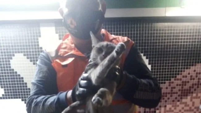 Gato rescatado en la estación Tepito del Metro