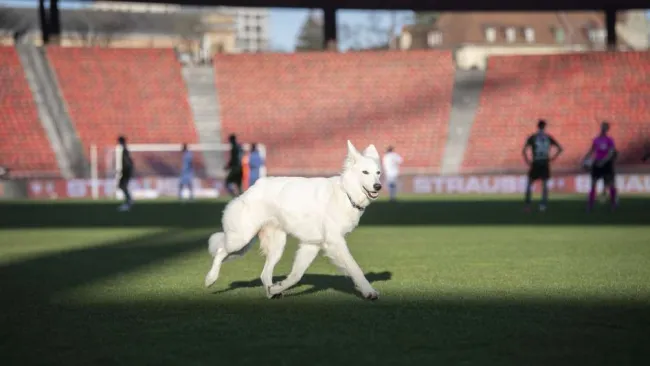 Perrito Chilla invadiendo el campo