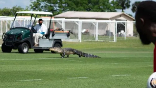 Cocodrilo arriba al entrenamiento del Toronto FC