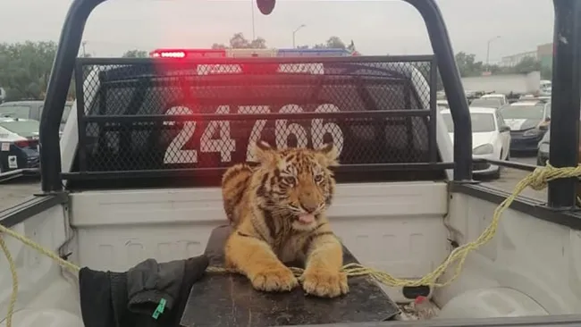 Tigre de bengala fue capturado en Cuautitlán Izcalli