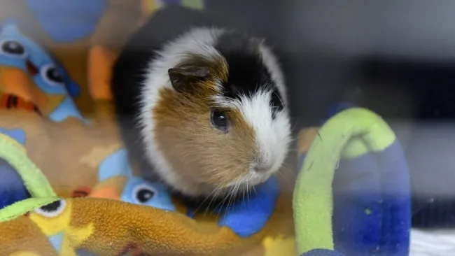 Hong Kong investiga contagio de Covid en hámsters