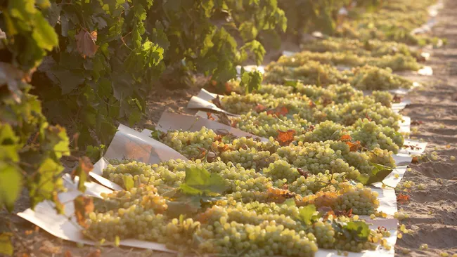 Las uvas son un alimento delicioso y saludable