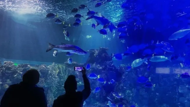 Visitantes en el Acuario Inbursa