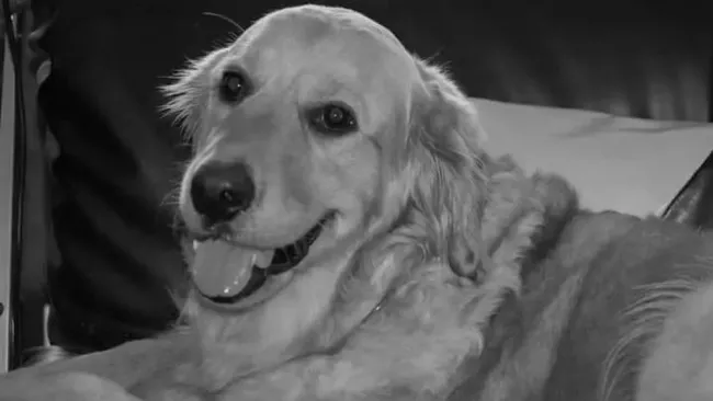 Nalah: Perrita rescatista que participó en el 19S falleció