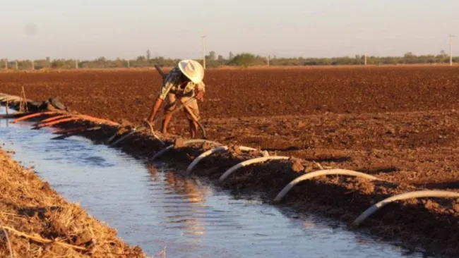 Sector agrícola en México