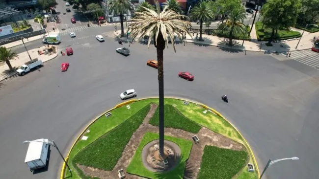 Palmera de Reforma