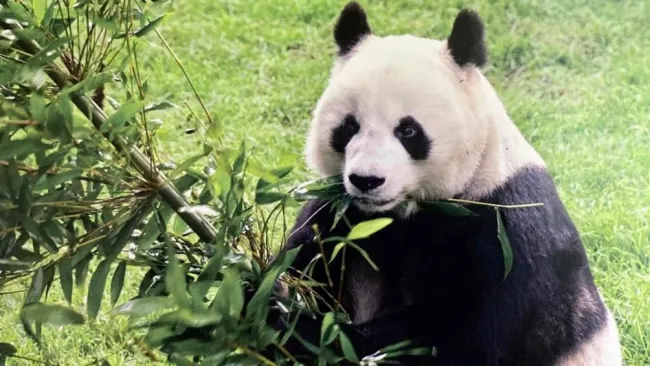 Falleció Shuan Shuan, la panda más longeva de México