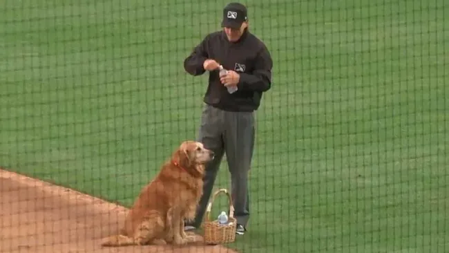 El tierno perrito que entrega el agua
