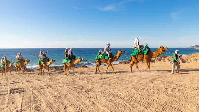 Renta de camellos en Qatar