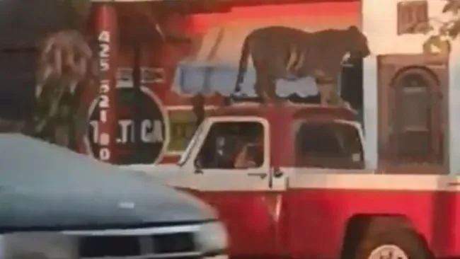 Tigre paseando arriba de una camioneta