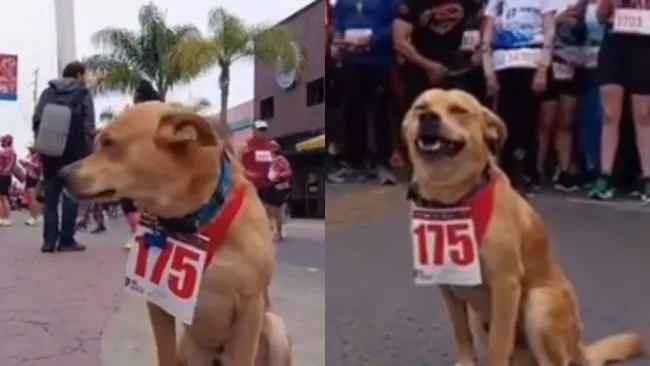 El 'Chicles', perro maratonista
