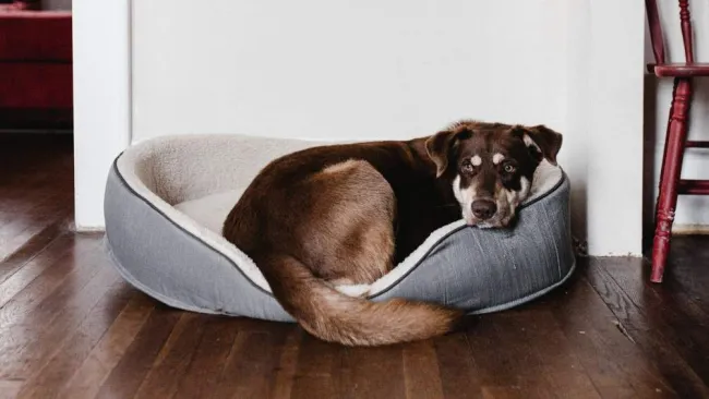 ¿Cuánto te ahorras al asegurar a tu mascota?