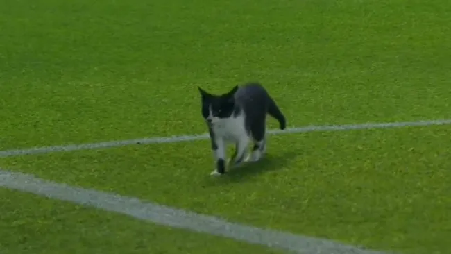 Gatito espontáneo 'interrumpe' el partido entre León y Pachuca