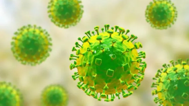 El Virus Nipah en la India: ¿Qué hace, cómo se transmite y dónde está?