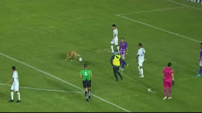 Mollejas, perrito que invadió el terreno de juego, realizó exámenes médicos con Alebrijes de Oaxaca