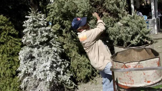 No tires tu árbol de navidad ¡Recíclalo! Te decimos dónde