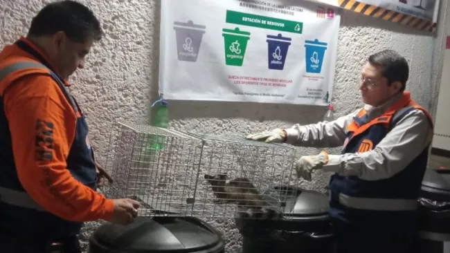 ¡No era un gato! Rescatan cacomixtle que estaba perdido en el Metro