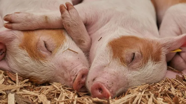 Cerdos modificados genéticamente para transplantes humanos