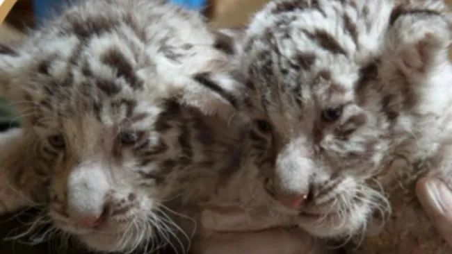 Nacen tres tigres blancos en Zacango; tú puedes ponerles el nombre