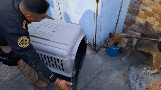 El cuadrúpedo será analizado por la Profepa para determinar su especie.
