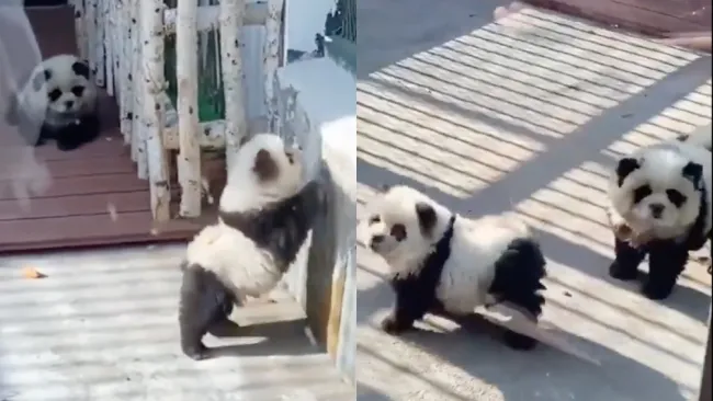 A los cachorros les pusieron tinte en su pelaje.