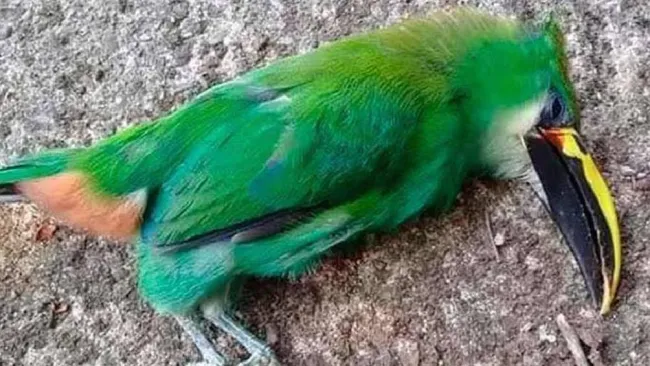 Foto Facebook/Voz de la Sierra