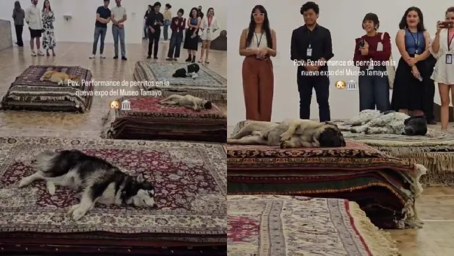 Piden cancelar exposición en el Museo Tamayo por supuesto maltrato animal 