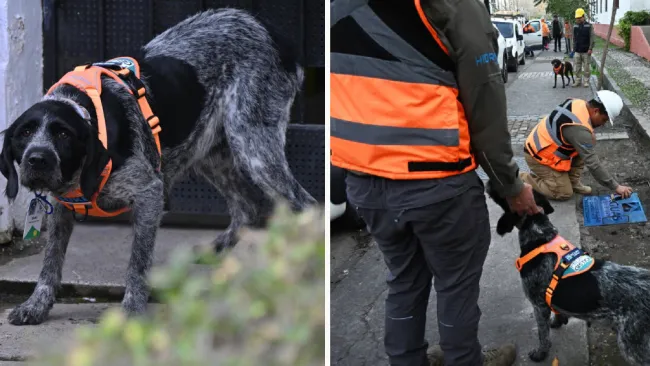 La labor del canino ha superado lo último en tecnología.