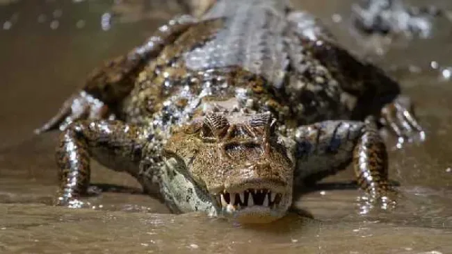Los reptiles están creciendo casi a la par de la población australiana.