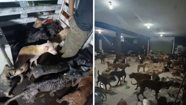 Todos los animales están conviviendo sin pelearse entre ellos.