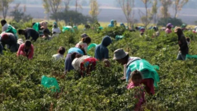 Con condiciones laborales precarias, trabajadores agrícolas en Italia son esclavizados