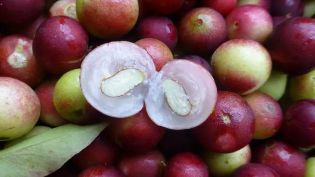 Ajemex introduce superfrutos del Amazonas a México