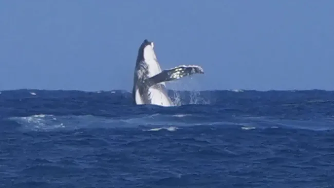 La ballena que fue vista cerca de la competición de surf en París 2024