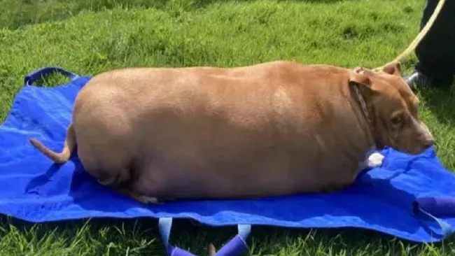 Foto Sociedad Protectora Animales Auckland