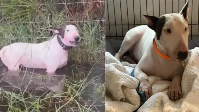 Trooper el perrito que fue rescatado en Florida, se prepara para ser adoptado