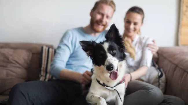 Proponen en México la 'ley con quién se queda el perro' 