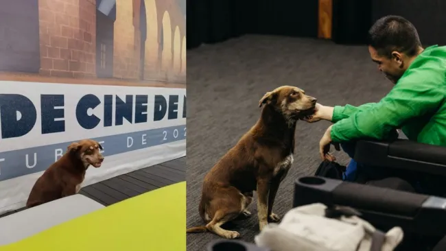 El peludito fue invitado al festival después que entrará y se orinara en la alfombra