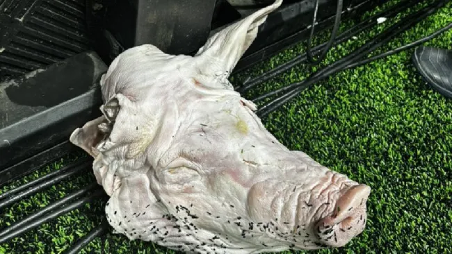 Tiran cabeza de cerdo en el Brasileiraro 