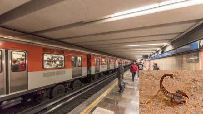 Usuaria es picada por un alacrán en el Metro de la Ciudad de México