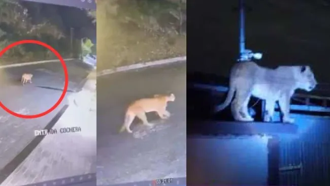 VIDEO: Captan a puma y a leona paseando por calles de México, en dos hechos distintos 