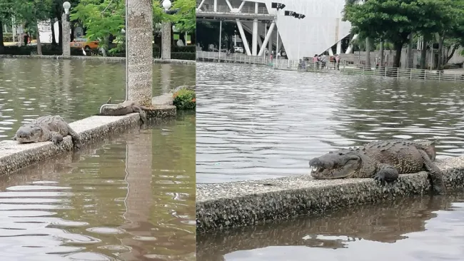 Es común ver cocodrilos en las lagunas de Tabasco