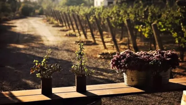 Valle de Guadalupe, destino emergente de turismo sostenible: Daniel Madariaga Barrilado